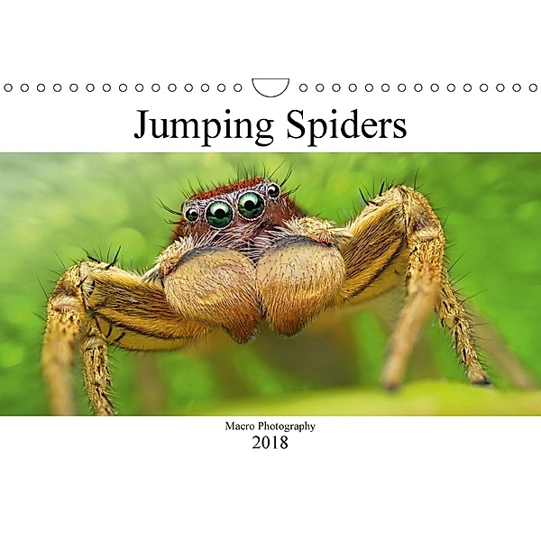Jumping Spiders (Wall Calendar 2018 DIN A4 Landscape), Alexander Mett