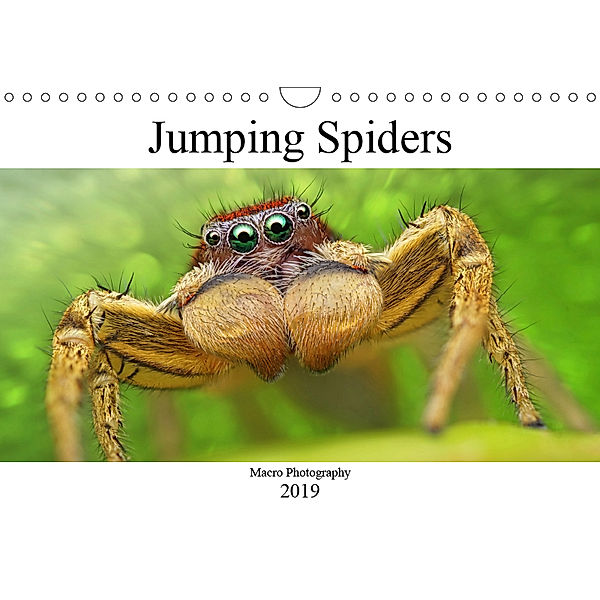 Jumping Spiders (Wall Calendar 2019 DIN A4 Landscape), Alexander Mett