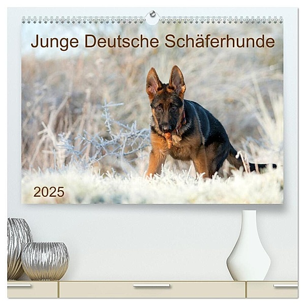 Junge Deutsche Schäferhunde (hochwertiger Premium Wandkalender 2025 DIN A2 quer), Kunstdruck in Hochglanz, Calvendo, Petra Schiller