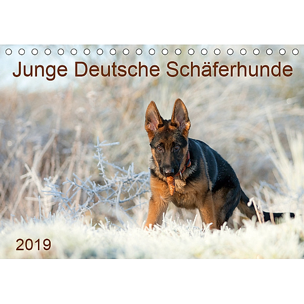 Junge Deutsche Schäferhunde (Tischkalender 2019 DIN A5 quer), Petra Schiller