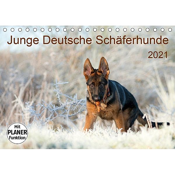 Junge Deutsche Schäferhunde (Tischkalender 2021 DIN A5 quer), Petra Schiller