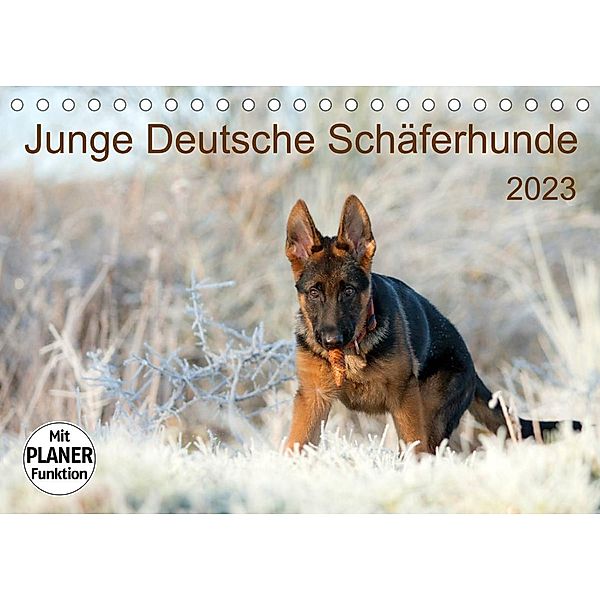 Junge Deutsche Schäferhunde (Tischkalender 2023 DIN A5 quer), Petra Schiller