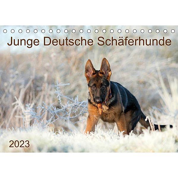 Junge Deutsche Schäferhunde (Tischkalender 2023 DIN A5 quer), Petra Schiller