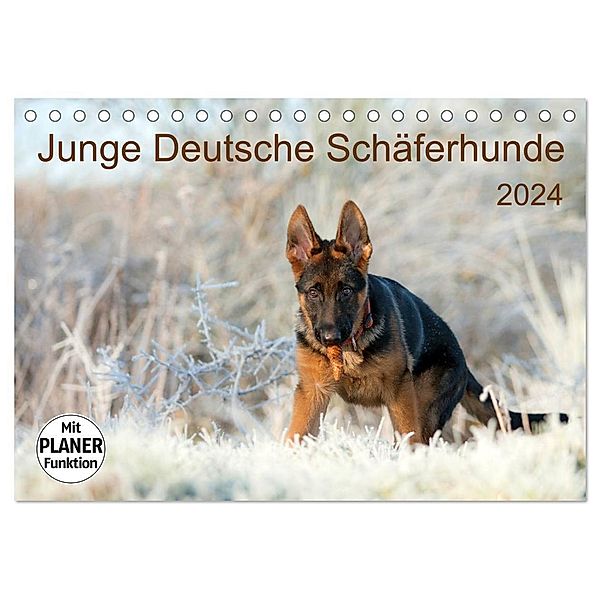 Junge Deutsche Schäferhunde (Tischkalender 2024 DIN A5 quer), CALVENDO Monatskalender, Petra Schiller