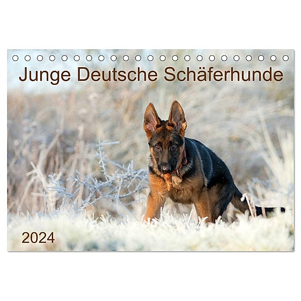 Junge Deutsche Schäferhunde (Tischkalender 2024 DIN A5 quer), CALVENDO Monatskalender, Petra Schiller