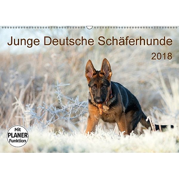 Junge Deutsche Schäferhunde (Wandkalender 2018 DIN A2 quer) Dieser erfolgreiche Kalender wurde dieses Jahr mit gleichen, Petra Schiller