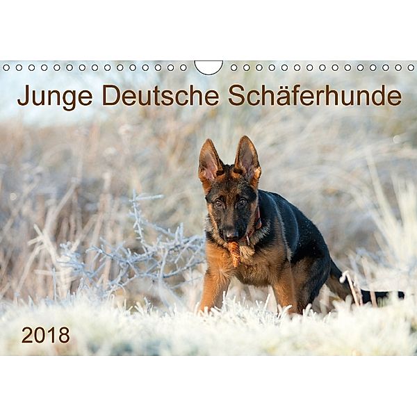 Junge Deutsche Schäferhunde (Wandkalender 2018 DIN A4 quer) Dieser erfolgreiche Kalender wurde dieses Jahr mit gleichen, Petra Schiller