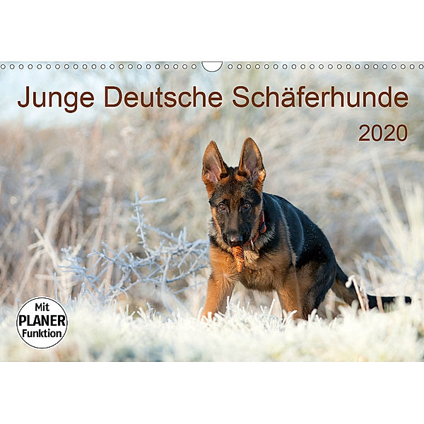 Junge Deutsche Schäferhunde (Wandkalender 2020 DIN A3 quer), Petra Schiller