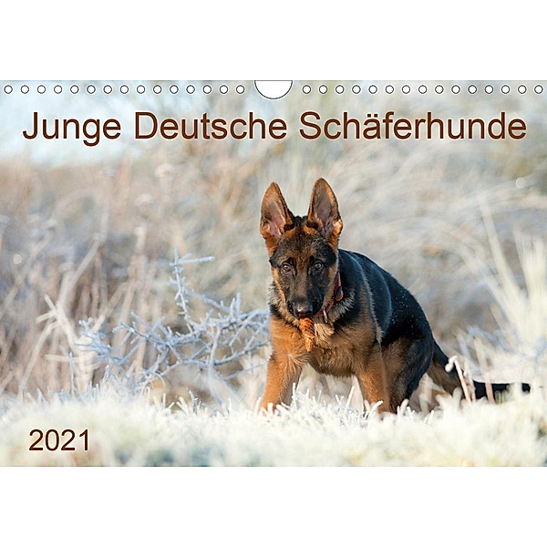 Junge Deutsche Schäferhunde (Wandkalender 2021 DIN A4 quer), Petra Schiller
