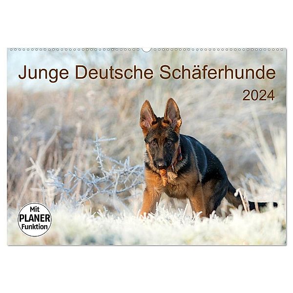 Junge Deutsche Schäferhunde (Wandkalender 2024 DIN A2 quer), CALVENDO Monatskalender, Petra Schiller