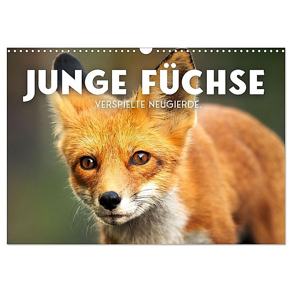 Junge Füchse - Verspielte Neugierde. (Wandkalender 2024 DIN A3 quer), CALVENDO Monatskalender, SF