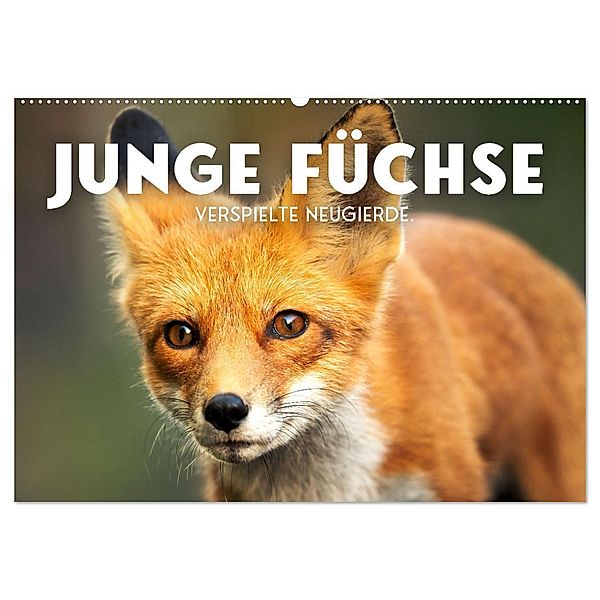 Junge Füchse - Verspielte Neugierde. (Wandkalender 2024 DIN A2 quer), CALVENDO Monatskalender, SF