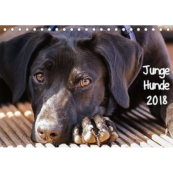 Junge Hunde / 2018 (Tischkalender 2018 DIN A5 quer), Carsten Jäger