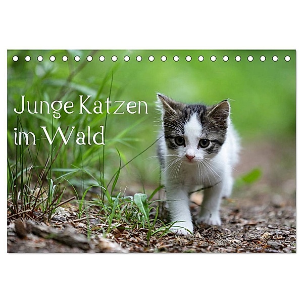 Junge Katzen im Wald (Tischkalender 2024 DIN A5 quer), CALVENDO Monatskalender, Dorothea Oldani