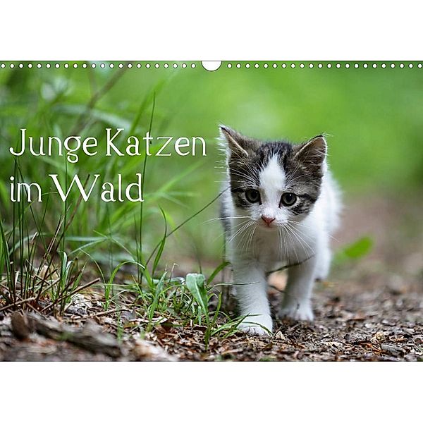 Junge Katzen im Wald (Wandkalender 2023 DIN A3 quer), Dorothea Oldani