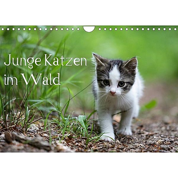 Junge Katzen im Wald (Wandkalender 2023 DIN A4 quer), Dorothea Oldani