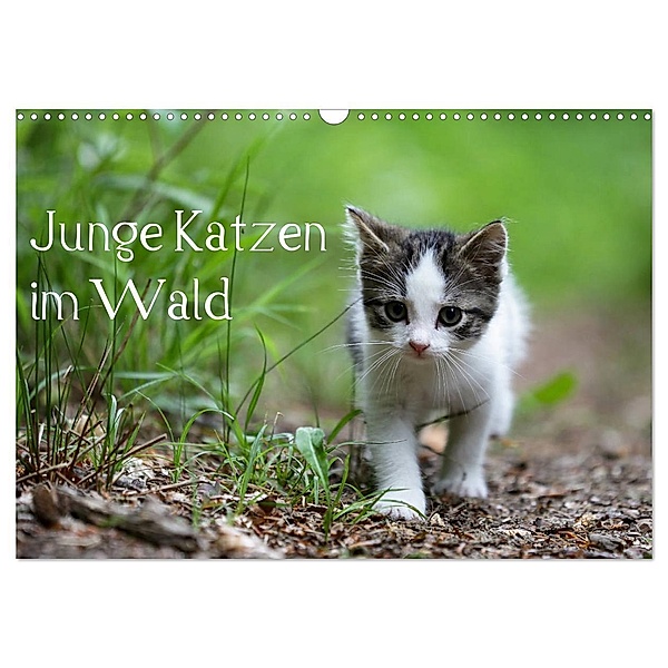 Junge Katzen im Wald (Wandkalender 2024 DIN A3 quer), CALVENDO Monatskalender, Dorothea Oldani