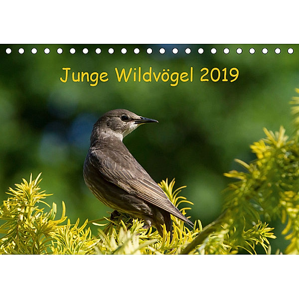 Junge Wildvögel (Tischkalender 2019 DIN A5 quer), Dagmar Heidebluth