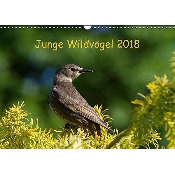 Junge Wildvögel (Wandkalender 2018 DIN A3 quer) Dieser erfolgreiche Kalender wurde dieses Jahr mit gleichen Bildern und, Dagmar Heidebluth