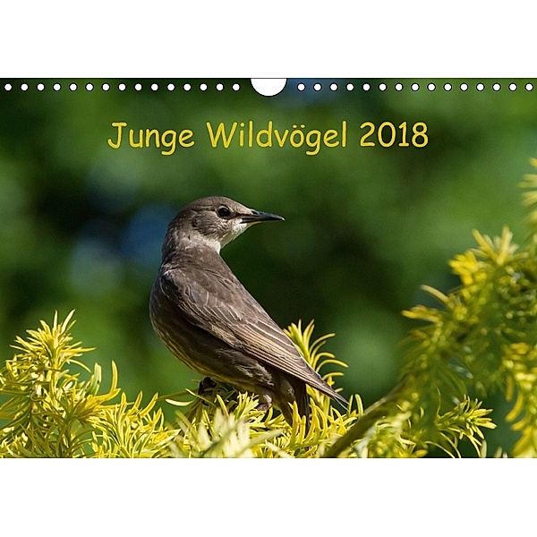 Junge Wildvögel (Wandkalender 2018 DIN A4 quer) Dieser erfolgreiche Kalender wurde dieses Jahr mit gleichen Bildern und, Dagmar Heidebluth