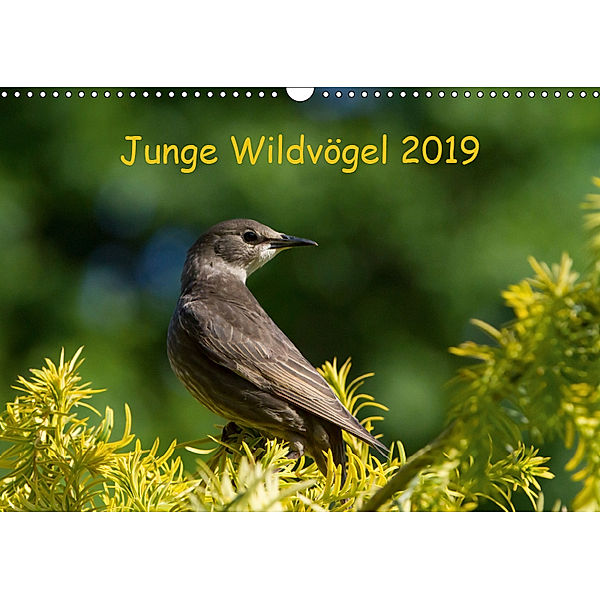 Junge Wildvögel (Wandkalender 2019 DIN A3 quer), Dagmar Heidebluth