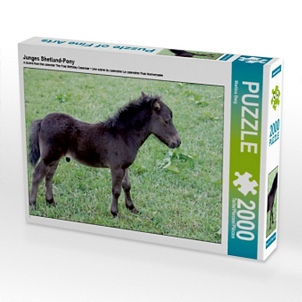Junges Shetland-Pony (Puzzle), Martina Berg