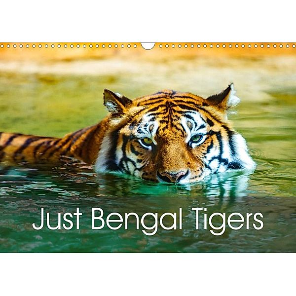 Just Bengal Tigers (Wall Calendar 2023 DIN A3 Landscape), Dalyn