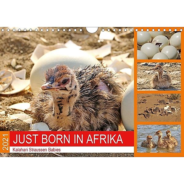 JUST BORN IN AFRIKA Kalahari Straussen Babies (Wandkalender 2021 DIN A4 quer), Barbara Fraatz