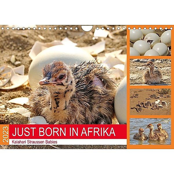 JUST BORN IN AFRIKA Kalahari Straussen Babies (Wandkalender 2023 DIN A4 quer), Barbara Fraatz