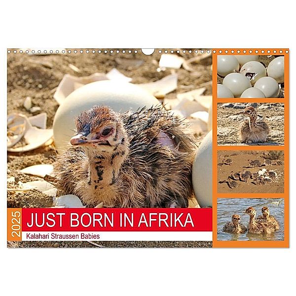 JUST BORN IN AFRIKA Kalahari Straussen Babies (Wandkalender 2025 DIN A3 quer), CALVENDO Monatskalender, Calvendo, Barbara Fraatz