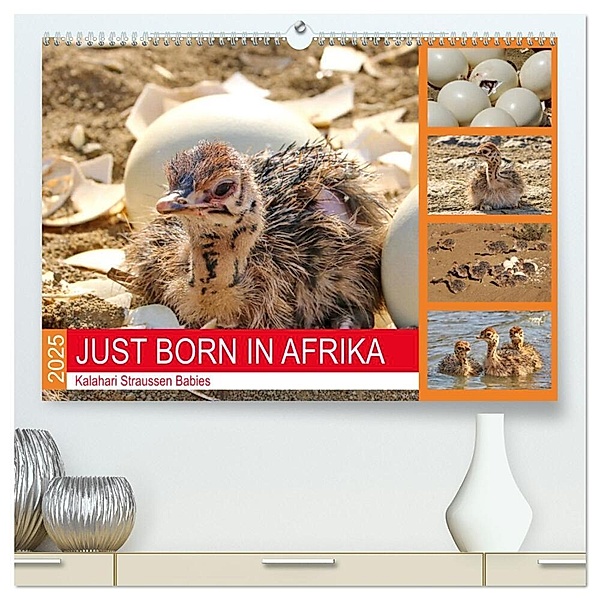 JUST BORN IN AFRIKA Kalahari Straussen Babies (hochwertiger Premium Wandkalender 2025 DIN A2 quer), Kunstdruck in Hochglanz, Calvendo, Barbara Fraatz