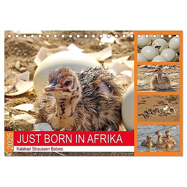 JUST BORN IN AFRIKA Kalahari Straussen Babies (Tischkalender 2025 DIN A5 quer), CALVENDO Monatskalender, Calvendo, Barbara Fraatz