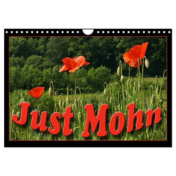 Just Mohn (Wandkalender 2024 DIN A4 quer), CALVENDO Monatskalender, Flori0