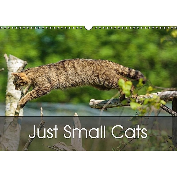 Just Small Cats (Wall Calendar 2017 DIN A3 Landscape), Dalyn
