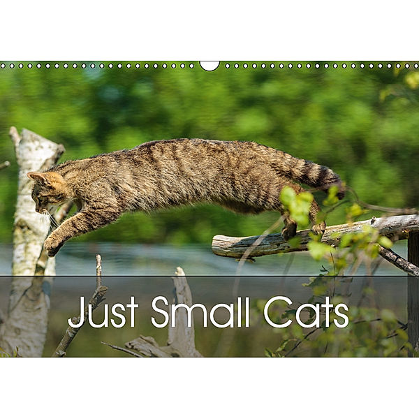 Just Small Cats (Wall Calendar 2019 DIN A3 Landscape), Dalyn