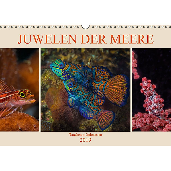Juwelen der Meere (Wandkalender 2019 DIN A3 quer), Dieter Gödecke