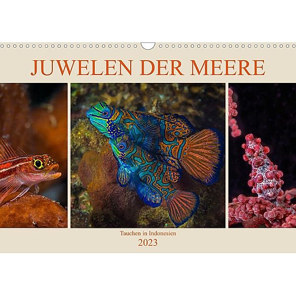 Juwelen der Meere (Wandkalender 2023 DIN A3 quer), Dieter Gödecke