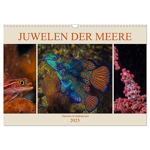 Juwelen der Meere (Wandkalender 2025 DIN A3 quer), CALVENDO Monatskalender, Calvendo, Dieter Gödecke