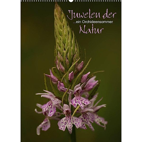 Juwelen der Natur - Ein Orchideensommer (Wandkalender 2023 DIN A2 hoch), Dirk Stamm