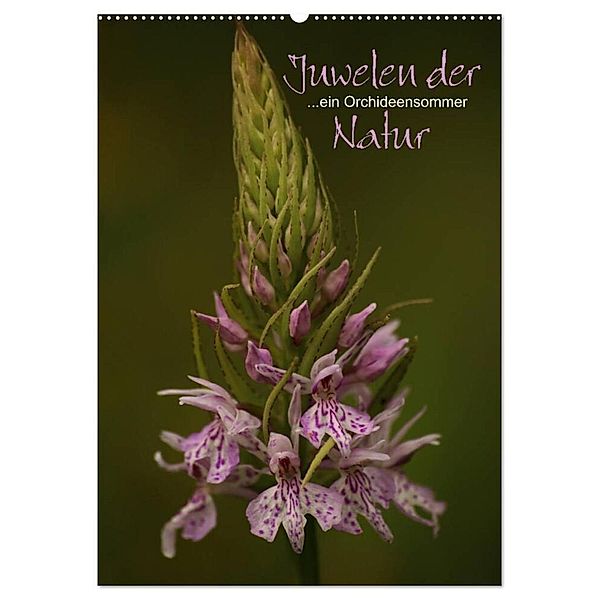 Juwelen der Natur - Ein Orchideensommer (Wandkalender 2024 DIN A2 hoch), CALVENDO Monatskalender, Dirk Stamm