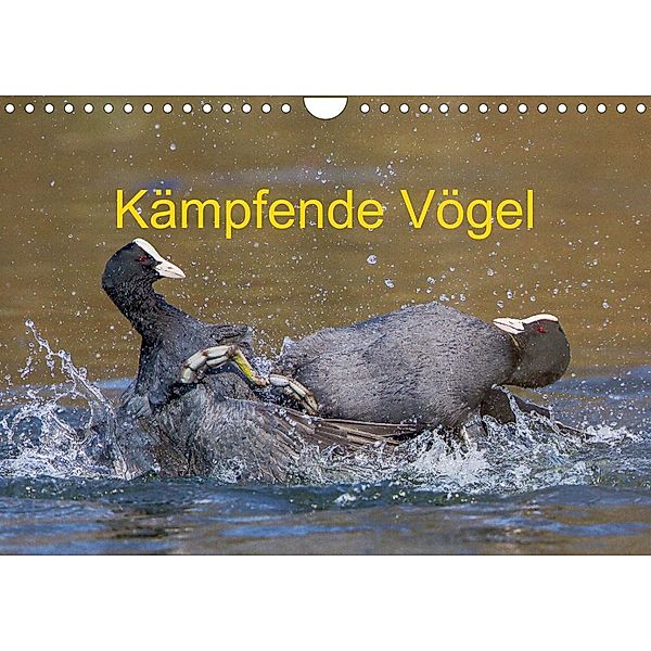 Kämpfende Vögel (Wandkalender 2023 DIN A4 quer), Wilfried Martin (GDT)