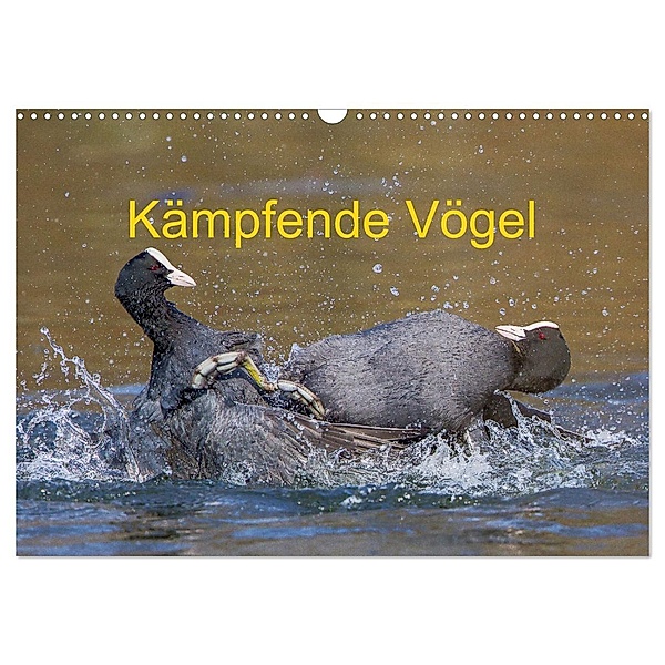 Kämpfende Vögel (Wandkalender 2025 DIN A3 quer), CALVENDO Monatskalender, Calvendo, Wilfried Martin (GDT)