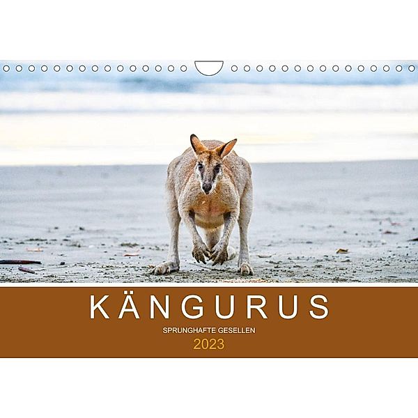 Kängurus, sprunghafte Gesellen (Wandkalender 2023 DIN A4 quer), Robert Styppa