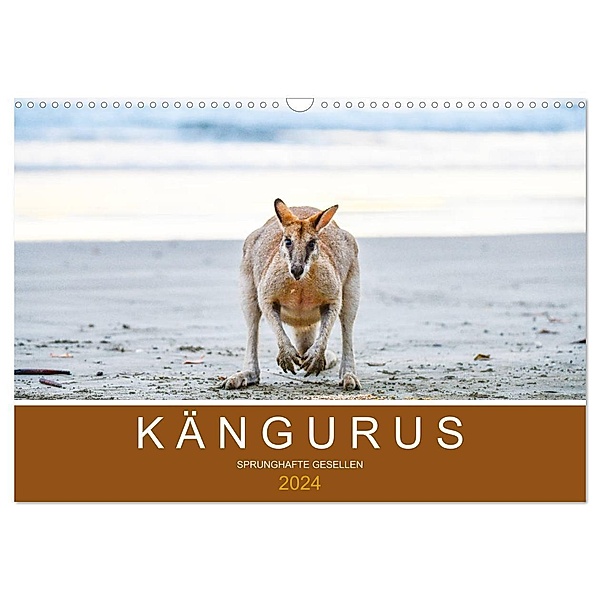 Kängurus, sprunghafte Gesellen (Wandkalender 2024 DIN A3 quer), CALVENDO Monatskalender, Robert Styppa