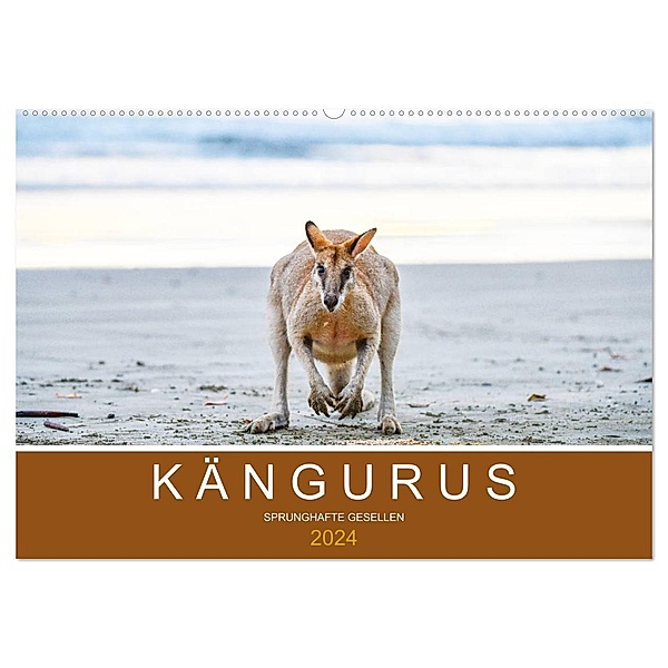 Kängurus, sprunghafte Gesellen (Wandkalender 2024 DIN A2 quer), CALVENDO Monatskalender, Robert Styppa