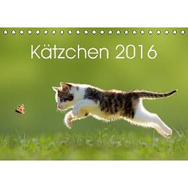 Kätzchen 2016 (Tischkalender 2016 DIN A5 quer), Leoba