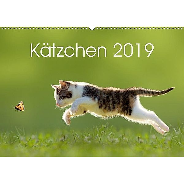 Kätzchen 2019 (Wandkalender 2019 DIN A2 quer), Leoba
