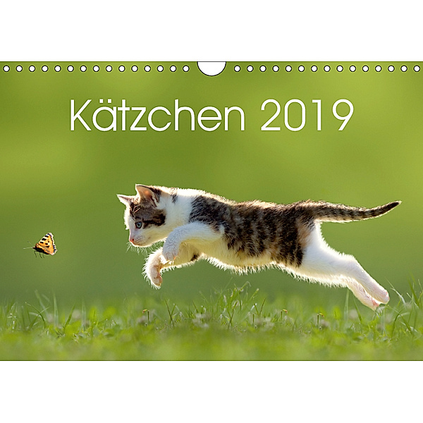 Kätzchen 2019 (Wandkalender 2019 DIN A4 quer), Leoba