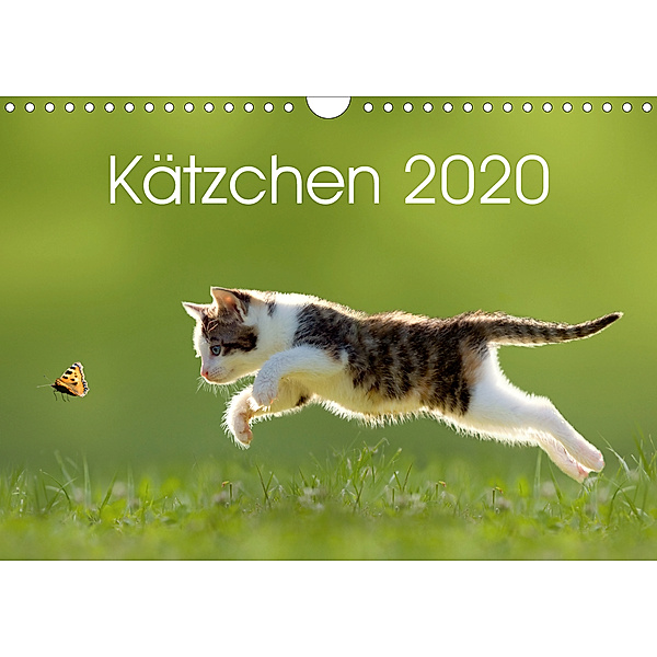 Kätzchen 2020 (Wandkalender 2020 DIN A4 quer)