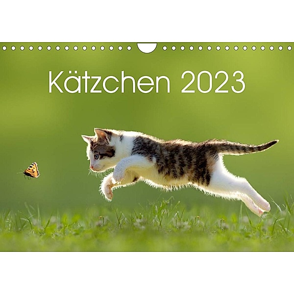 Kätzchen 2023 (Wandkalender 2023 DIN A4 quer), Leoba